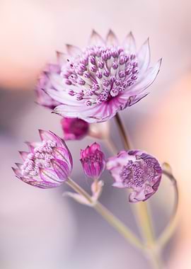 Astrantia flower close-up
