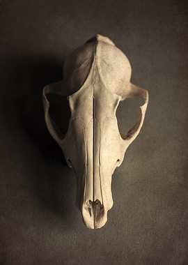 Animal Skull Still Life