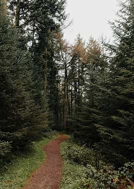 Forest Path on a Dark Day