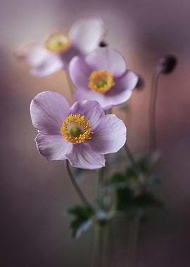 Pale Purple Anemone Flowers