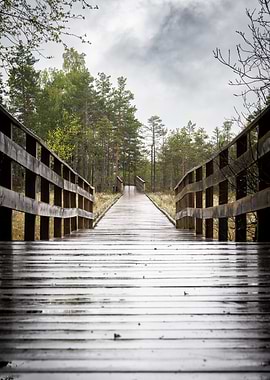 Wooden Path Through Forest