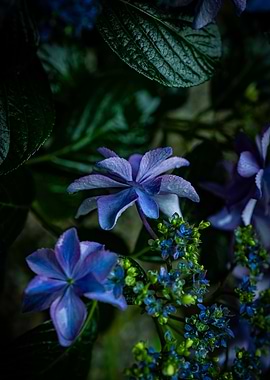 Blue Hydrangea Blossom Close-Up