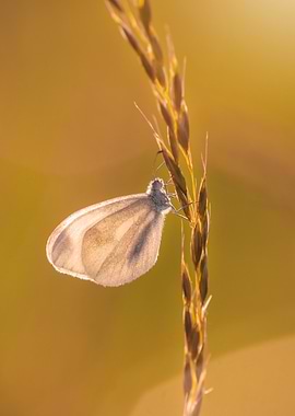 Butterfly on Grass Stem