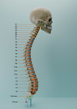 Human Spine Anatomy Illustration