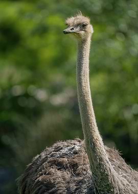 Ostrich Portrait in Natural Setting