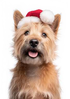 Norwich Terrier Dog with Santa Hat Portrait