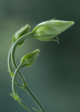 Green Flower Buds Close-Up