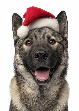Norwegian Elkhound Dog with Santa Hat Portrait