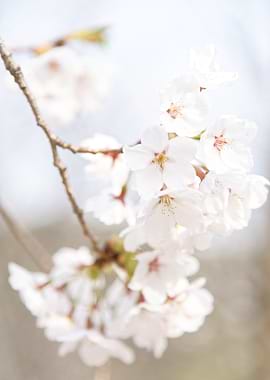Delicate White Cherry Blossoms on Branch