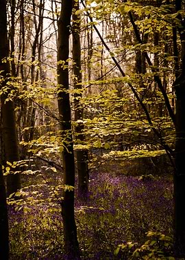 Forest with Bluebells and New Leaves