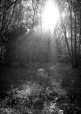 Sunlit Forest in Black and White