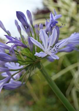 Agapanthus Flower