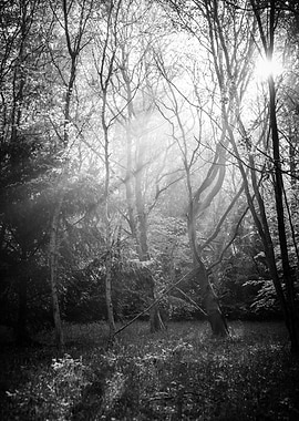 Black and White Morning Forest