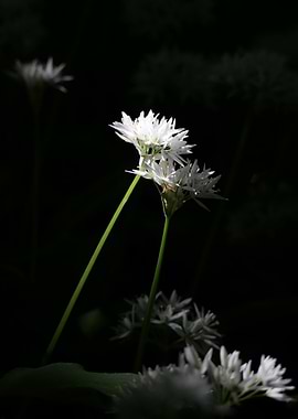 White Flowers in Dark Setting