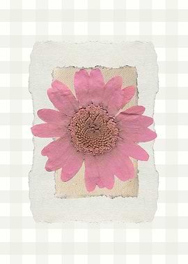 Pressed Pink Flower on Paper