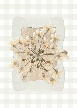 Pressed White Flowers on Textured Background