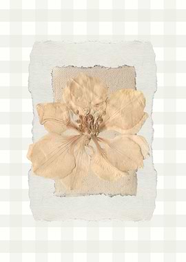Dried Flower on Paper Collage