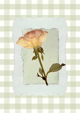 Dried Rose on Textured Paper