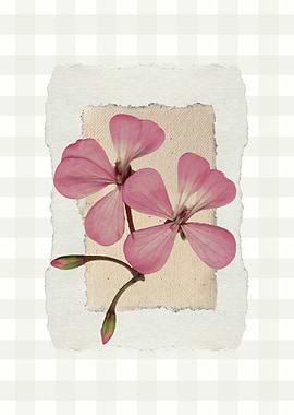 Pink Geranium Flowers on Textured Paper
