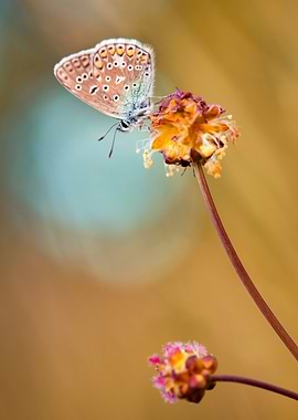 Butterfly on Flower