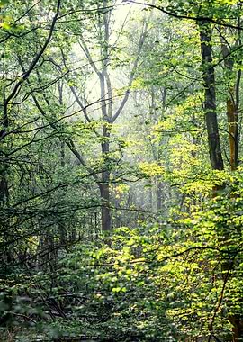 Sunlit Forest Canopy