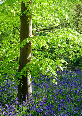 Tree and Bluebells in Forest