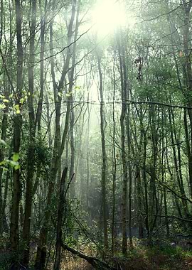Sunlit Forest