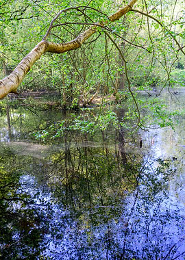 Reflections on a Forest Pond
