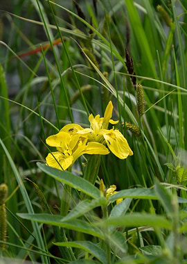 Yellow Iris in Green Grass