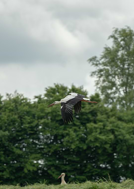 Stork in Flight over Green Field