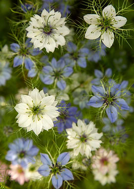 Nigella Flowers in Bloom