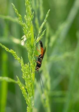 Wasp on Green Grass