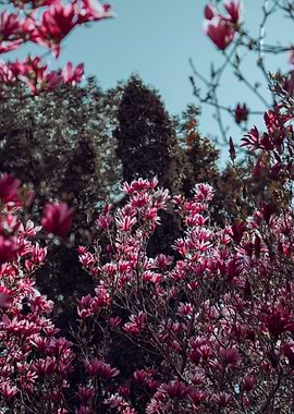 Magnolia Blossoms in Spring