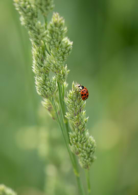 Ladybug on green plant