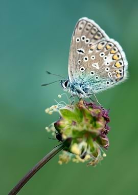 Butterfly on a flower