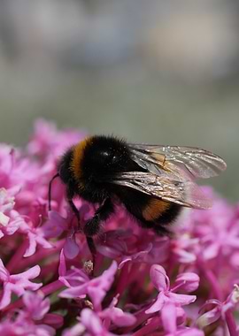 Bumblebee on Pink Flowers