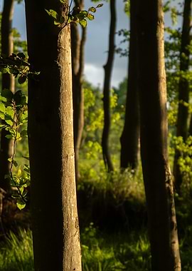 Sunlit Forest Trees