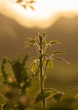 Plant in Golden Light