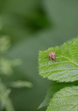 Weevil on a Leaf