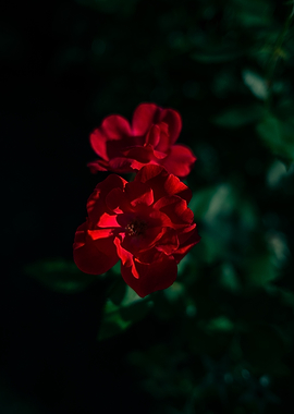 Red Roses in Dark Green Garden