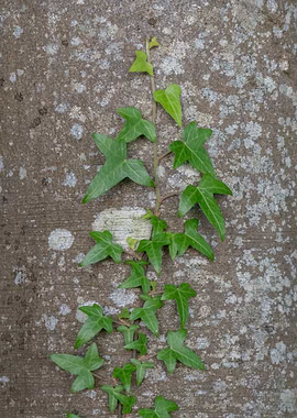 Ivy on Tree Bark