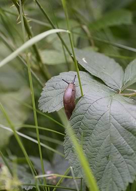 Slug on a Leaf