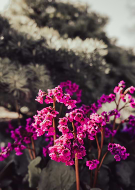Pink Flowers with Dark Green Background