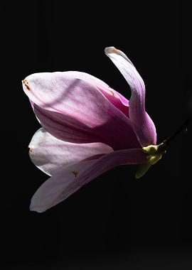 Magnolia Blossom on Black Background