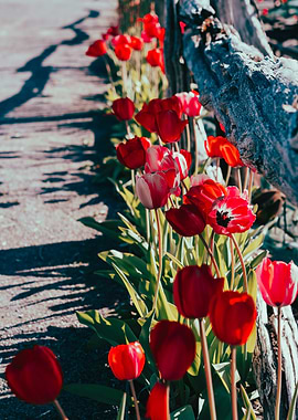 Red Tulips by a Wooden Fence
