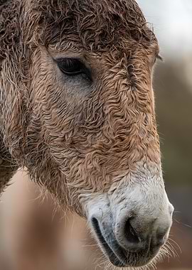 Donkey Portrait