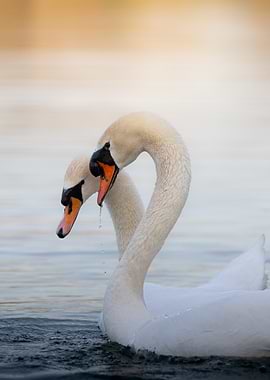 Elegance in Harmony – Mute Swans in Sync