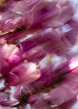 Abstract Pink Magnolia Blossom