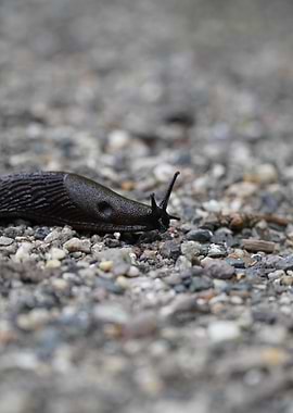 Slug on Gravel
