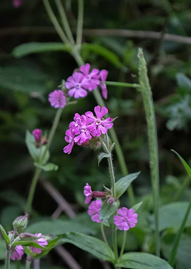 Pink Flowers in Greenery